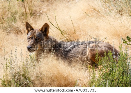 Canis lupus signatus. Iberian wolf lying.