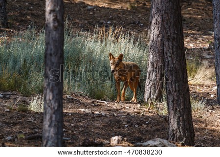 Canis lupus signatus. Iberian wolf among the pines.