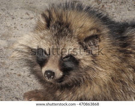 portrait of cute fluffy raccoon dog