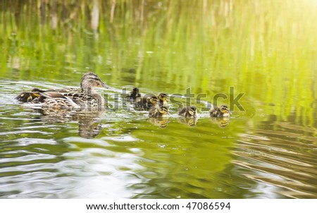 Duck with Ducklings in the lake