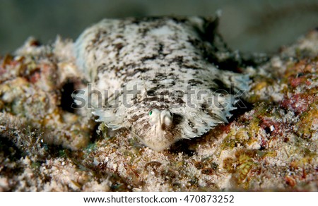 Oriental sole or Black sole or Carpet sole (Liachirus melanospilus) camouflaged on seabed, indo pacific marine,  underwater world