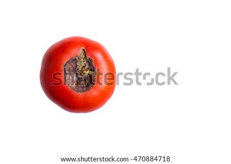 a sample of the disease of tomatoes isolated on white background Royalty-Free Stock Photo #470884718