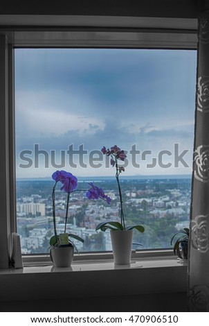 Two orchid plants at the window