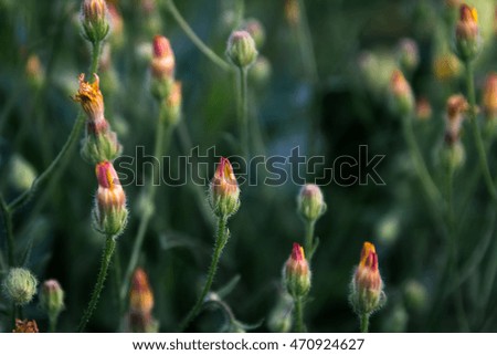 Orange flowers with closed petals at sunset close up, dark green background