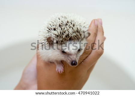 Little animal - hedgehog in human hand 