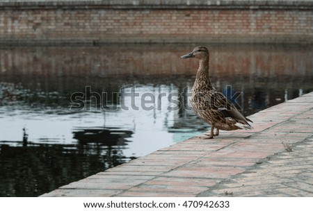duck stands on the shore near the city pond and looks into the distance