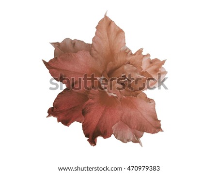 isolated dry flower on a white background