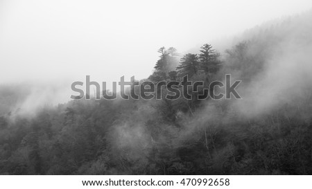 Abstract foggy dark forest background,monochrome