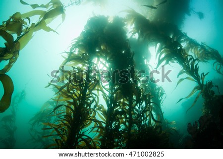 A forest of Giant kelp (Macrocystis pyrifera) grows off the coast of Monterey, California. Kelp forest offer important habitat for many species of fish and marine invertebrates. Royalty-Free Stock Photo #471002825