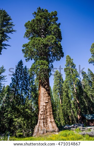 Gigant sequoia