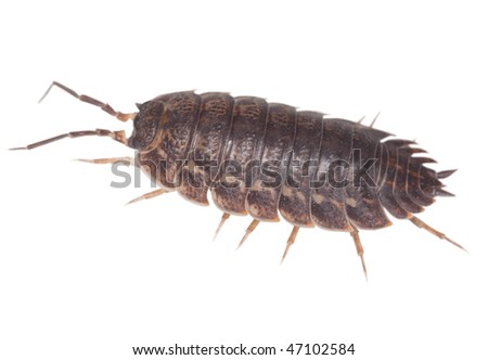 Big brown wood louse is isolated on a white