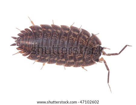 Big brown wood louse is isolated on a white background