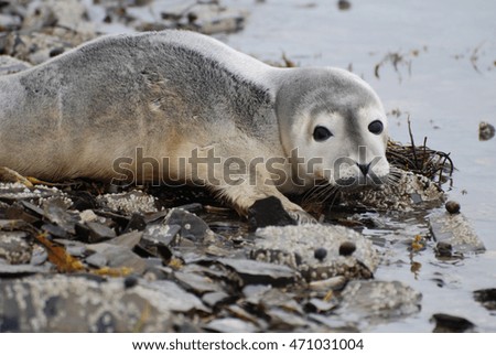 Adorable face of a baby harbor seal on a rocky beach in Maine.