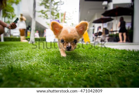 adorable chihuahua puppy running