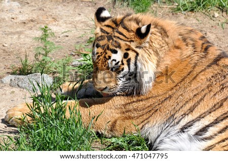 Adult tiger lying on the grass 