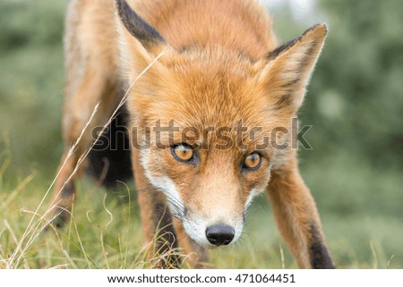 Red fox in the wild looks curiously forward