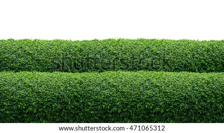 Green hedge fence on white background with copy space