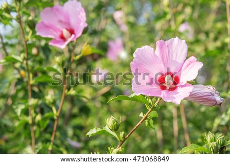 Pink hibiscus flowers in the garden, Selective Focus. Perfect Pink Hibiscus Blossom in Natural Environment.