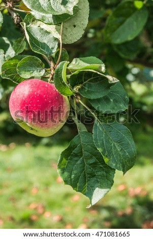 Branch with red apple
