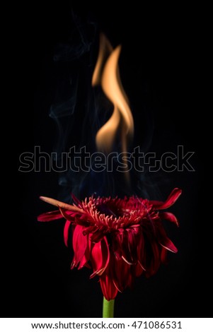 red gerbera flower on fire with flames on black background