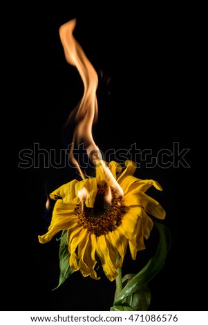 yellow sunflower on fire with flames on black background
