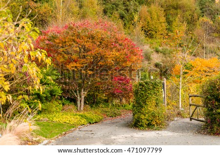 Nice picture of colorful fall trees. Landscape image of autumn plants with red golden yellow orange and green colour foliage. Seasonal concept. Autumn wallpaper. Fall background.