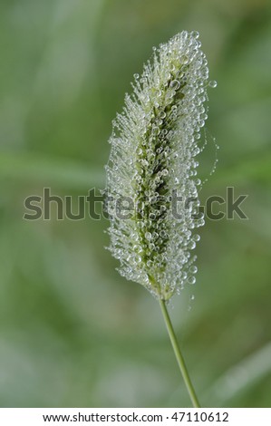 dew drop on foxtail grass