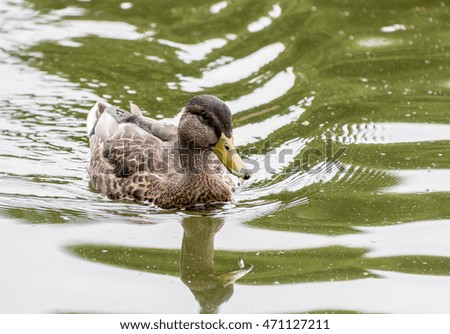 Mallard Duck swimming on the water