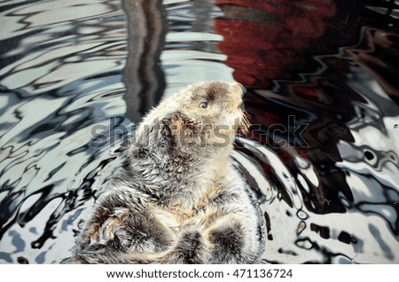 Otter in lake