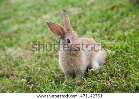 Bunny rabbit on the grass. Close up.