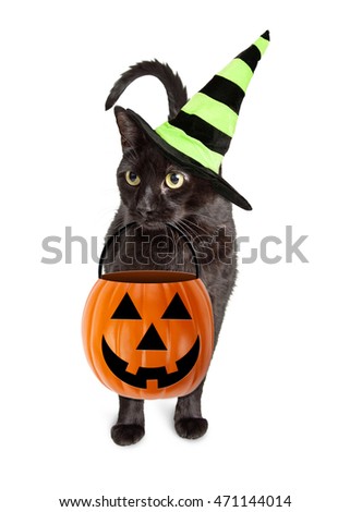 Cute black cat wearing witch hat while holding jack-o-lantern pumpkin trick-or-treat candy bucket