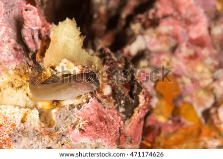 Underwater picture of blenny fish in the coral reef