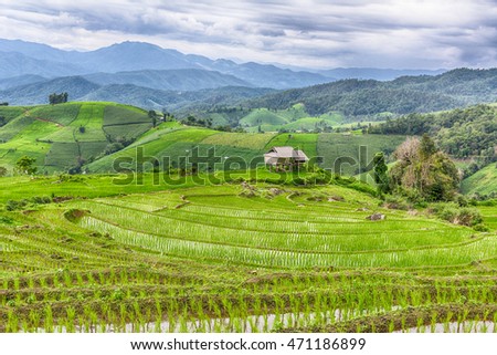 Green field of rice plant in mountain with water 