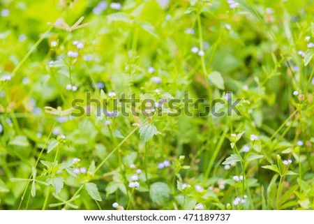 Small Plant with selective focus