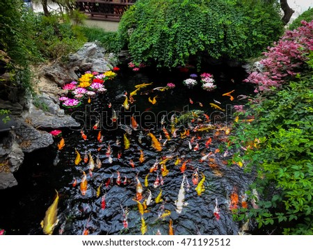 Colorful japanese Koi fish in a pond