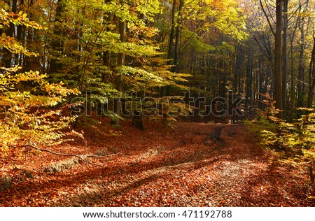 Road in colorful autumn forest