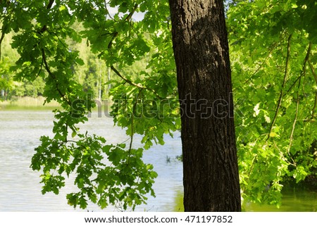   oak tree on the shore of a forest lake