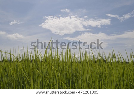 Green rice fields and blue sky at Thailand.