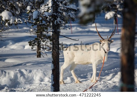 Reindeer in Lapland, Finland.

