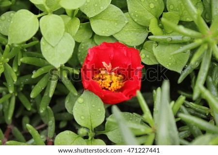 Red portulaca flowers background in the garden 