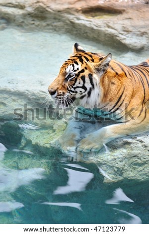 Picture of a bengal tiger near the water