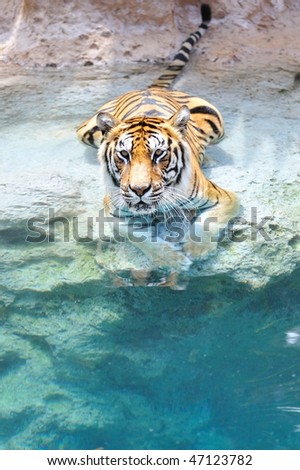 Picture of a bengal tiger near the water