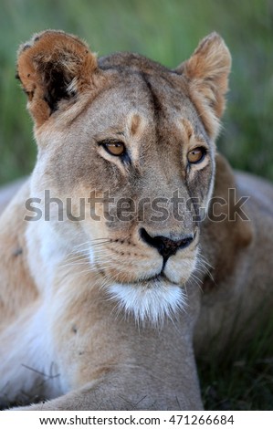 A lioness focusing in black and white. South Africa