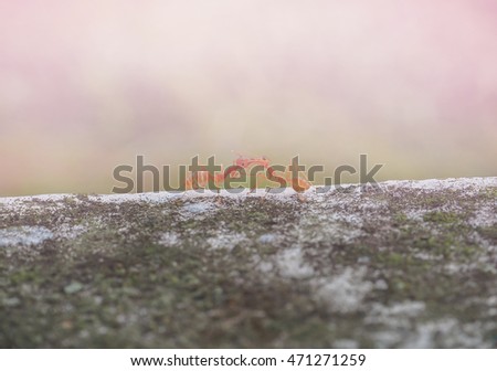 Ants kissing on the concrete abstract color background.