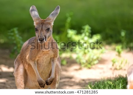 Kangaroo in the wild, a portrait 