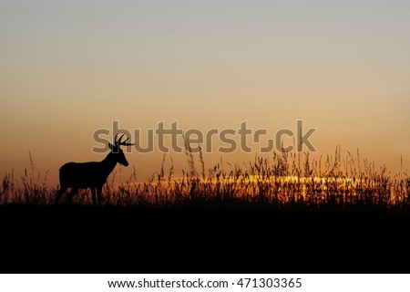 sunset deer silhouette
