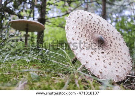 Parasol mushroom grow on the edge of forest