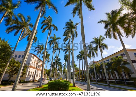 Palm Beach royal Palm Way in Florida USA palm trees in a row