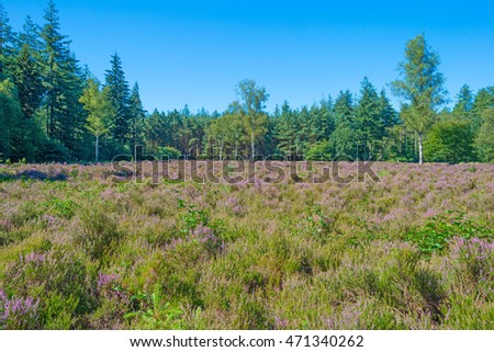 Heath in a pine forest in summer