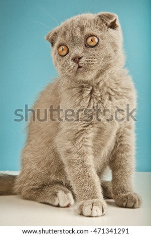 gray scottish fold kitten concept photo with blue background